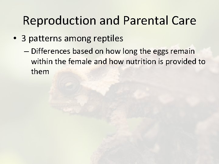 Reproduction and Parental Care • 3 patterns among reptiles – Differences based on how