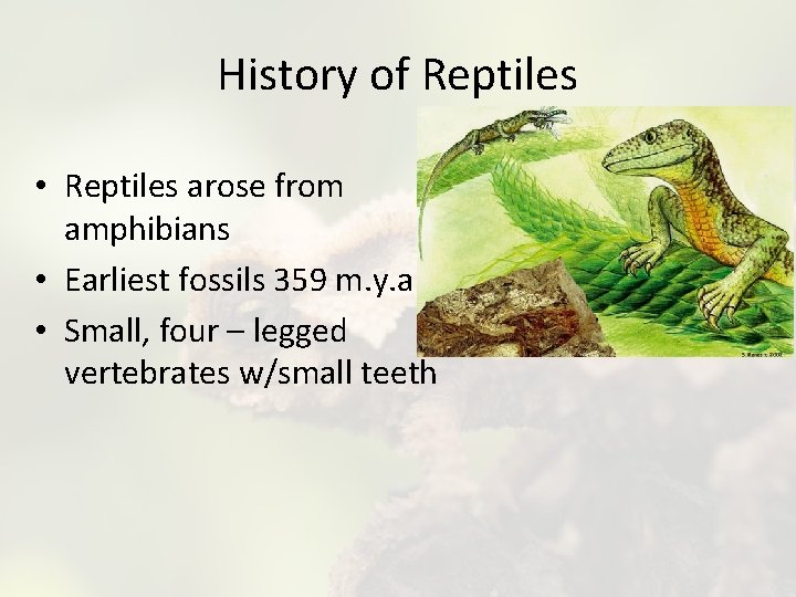 History of Reptiles • Reptiles arose from amphibians • Earliest fossils 359 m. y.