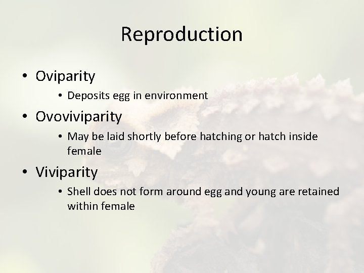 Reproduction • Oviparity • Deposits egg in environment • Ovoviviparity • May be laid
