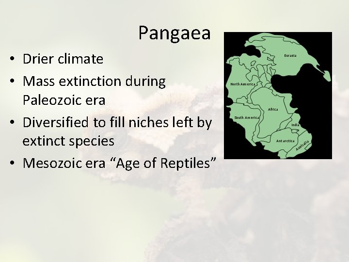 Pangaea • Drier climate • Mass extinction during Paleozoic era • Diversified to fill