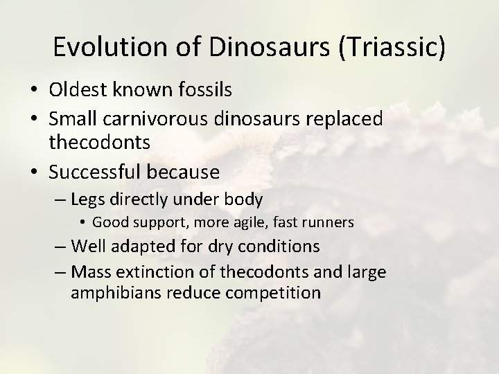 Evolution of Dinosaurs (Triassic) • Oldest known fossils • Small carnivorous dinosaurs replaced thecodonts