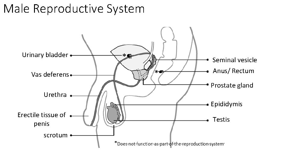 Male Reproductive System Urinary bladder Vas deferens Seminal vesicle Anus/ Rectum Prostate gland Urethra