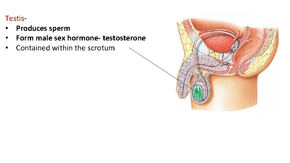 Testis- • Produces sperm • Form male sex hormone- testosterone • Contained within the