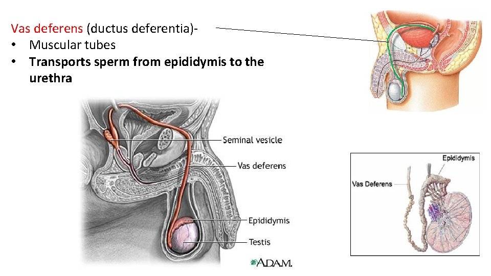 Vas deferens (ductus deferentia)- • Muscular tubes • Transports sperm from epididymis to the