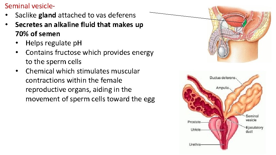 Seminal vesicle- • Saclike gland attached to vas deferens • Secretes an alkaline fluid