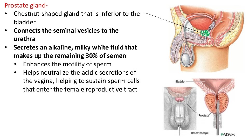 Prostate gland- • Chestnut-shaped gland that is inferior to the bladder • Connects the