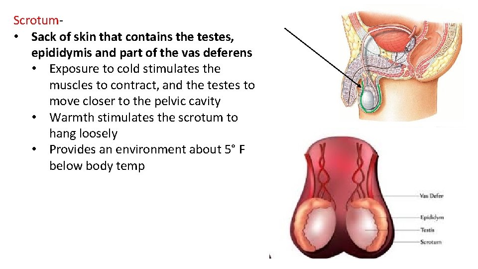 Scrotum- • Sack of skin that contains the testes, epididymis and part of the