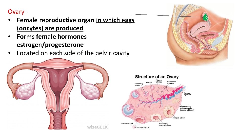 Ovary- • Female reproductive organ in which eggs (oocytes) are produced • Forms female