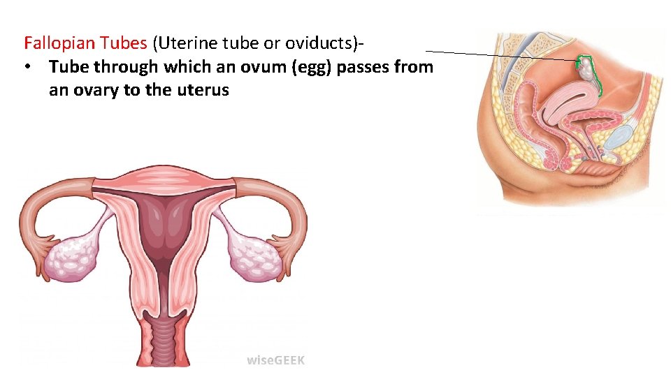 Fallopian Tubes (Uterine tube or oviducts) • Tube through which an ovum (egg) passes