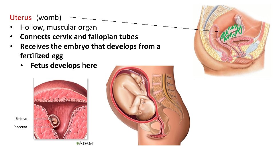 Uterus- (womb) • Hollow, muscular organ • Connects cervix and fallopian tubes • Receives