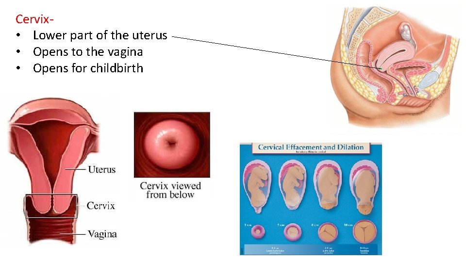 Cervix- • Lower part of the uterus • Opens to the vagina • Opens