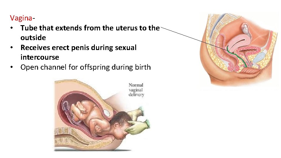 Vagina- • Tube that extends from the uterus to the outside • Receives erect