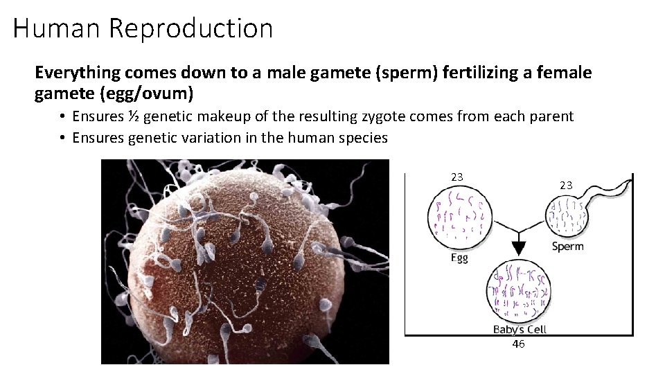 Human Reproduction Everything comes down to a male gamete (sperm) fertilizing a female gamete