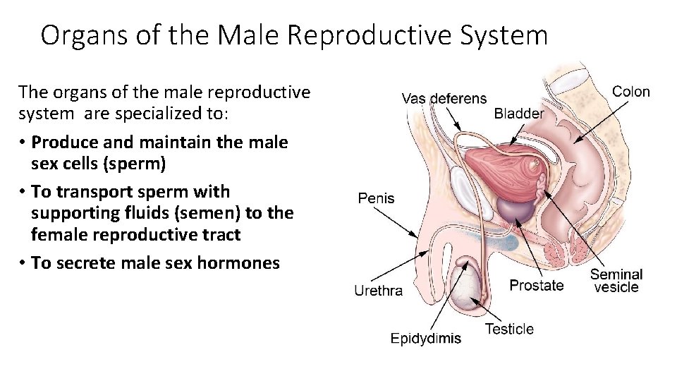 Organs of the Male Reproductive System The organs of the male reproductive system are