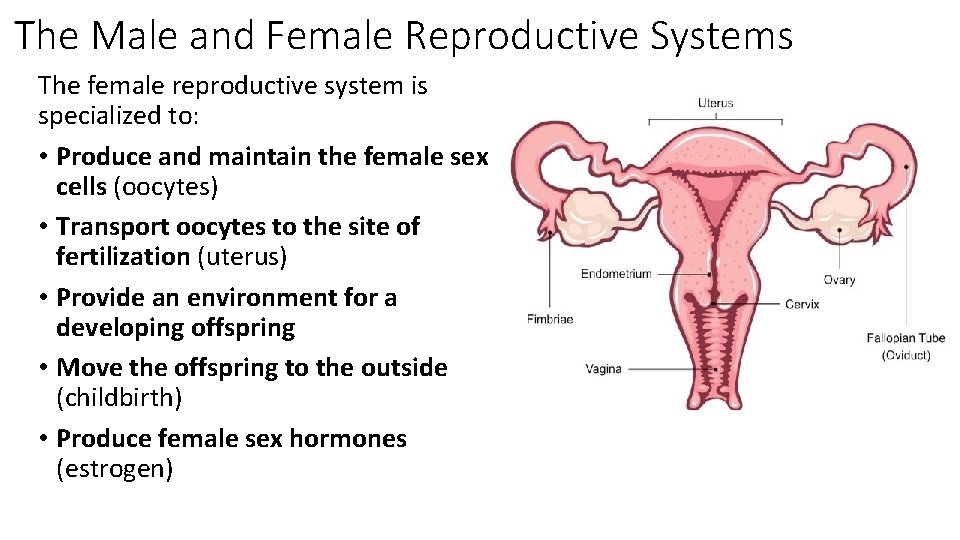 The Male and Female Reproductive Systems The female reproductive system is specialized to: •