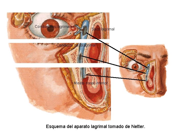 Conductillos lagrimales Saco lagrimal Conducto nasolagrimal Meato nasal inferior Esquema del aparato lagrimal tomado