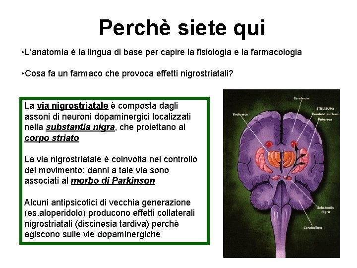 Perchè siete qui • L’anatomia è la lingua di base per capire la fisiologia