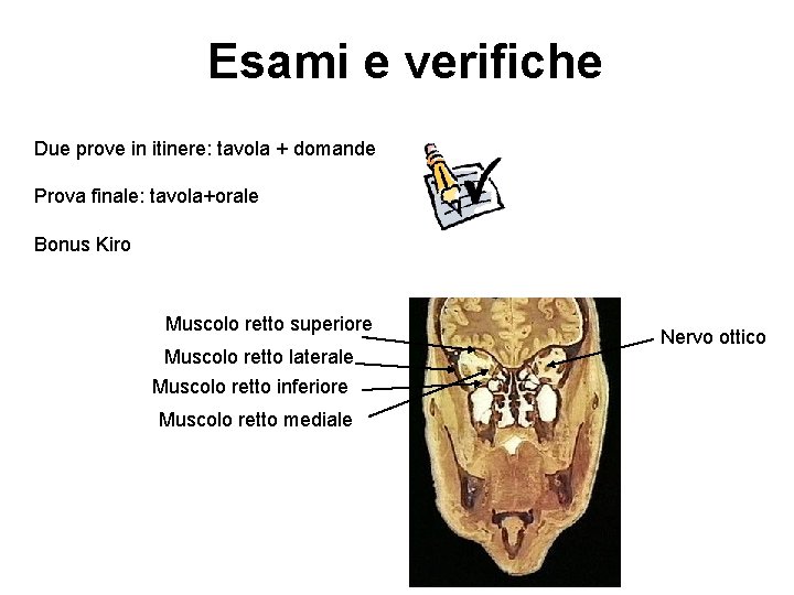 Esami e verifiche Due prove in itinere: tavola + domande Prova finale: tavola+orale Bonus