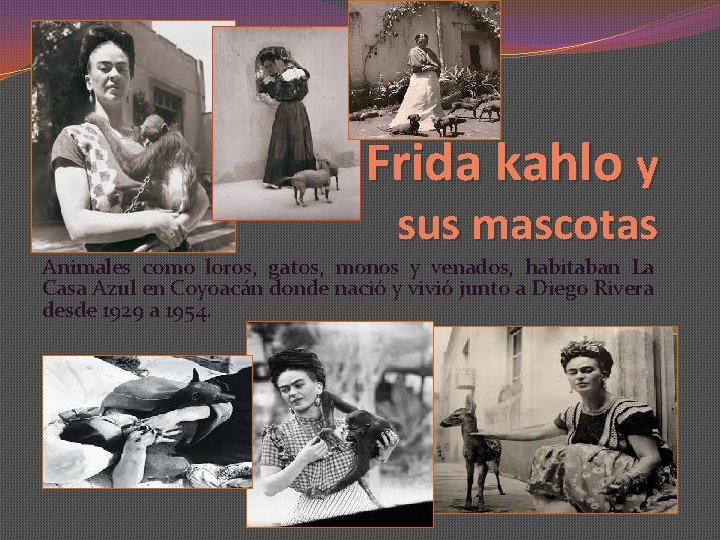 Frida kahlo y sus mascotas Animales como loros, gatos, monos y venados, habitaban La