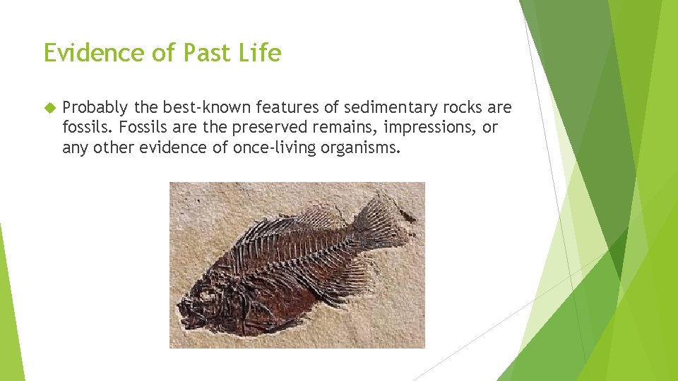 Evidence of Past Life Probably the best-known features of sedimentary rocks are fossils. Fossils