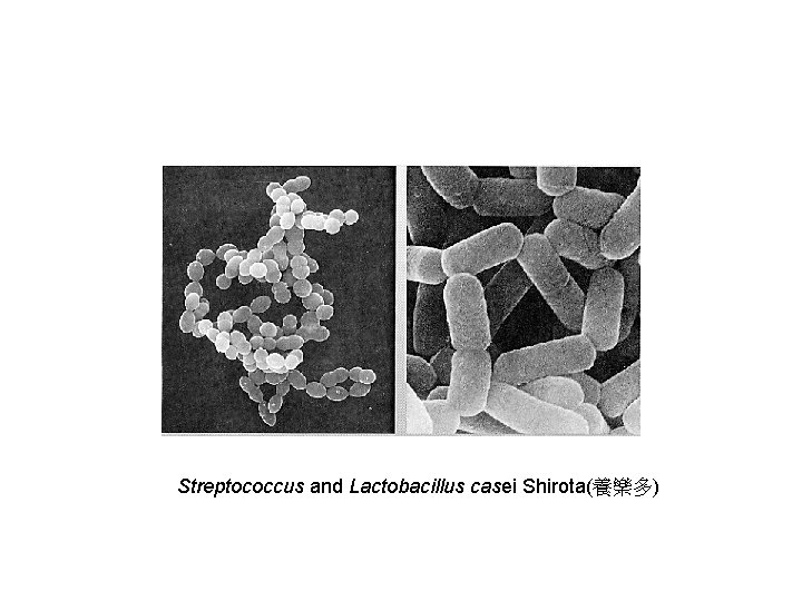 Streptococcus and Lactobacillus casei Shirota(養樂多) 