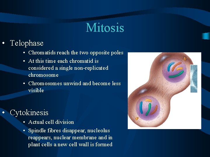 Mitosis • Telophase • Chromatids reach the two opposite poles • At this time
