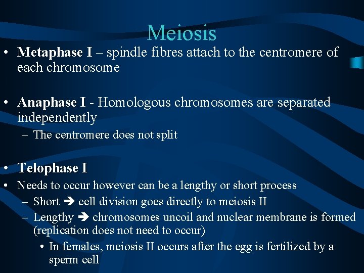 Meiosis • Metaphase I – spindle fibres attach to the centromere of each chromosome