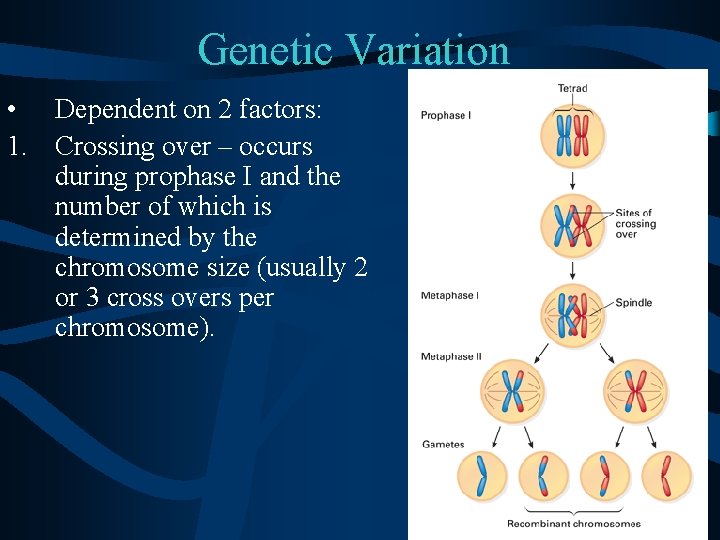 Genetic Variation • Dependent on 2 factors: 1. Crossing over – occurs during prophase