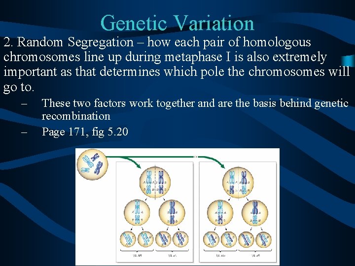 Genetic Variation 2. Random Segregation – how each pair of homologous chromosomes line up