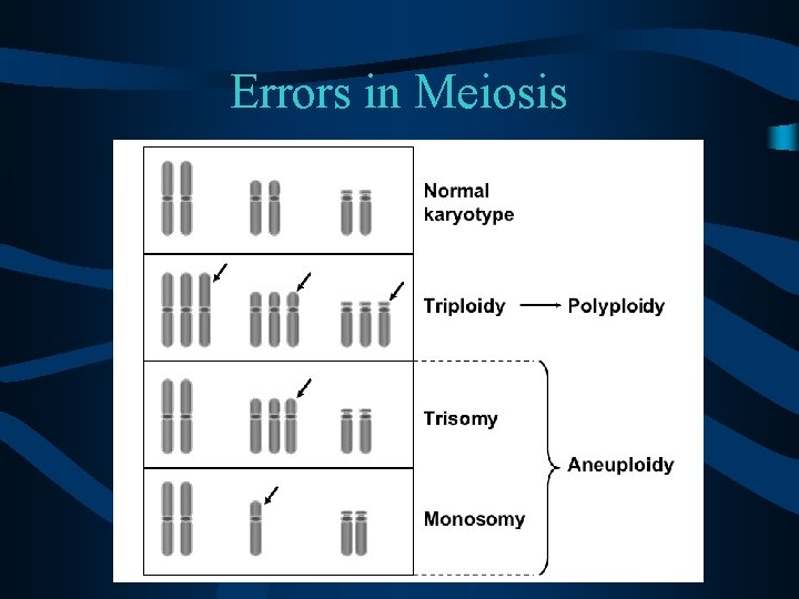 Errors in Meiosis 
