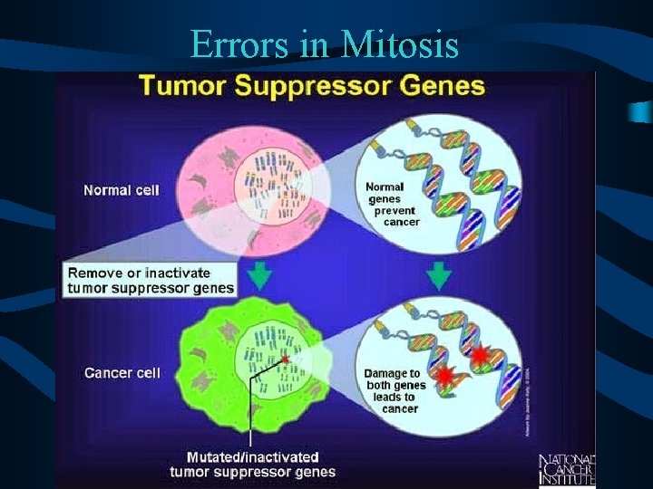 Errors in Mitosis 