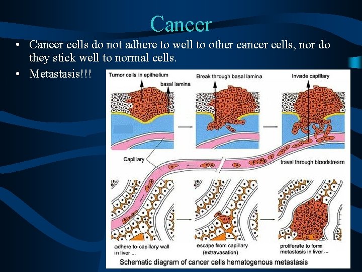 Cancer • Cancer cells do not adhere to well to other cancer cells, nor