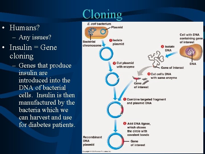 Cloning • Humans? – Any issues? • Insulin = Gene cloning – Genes that