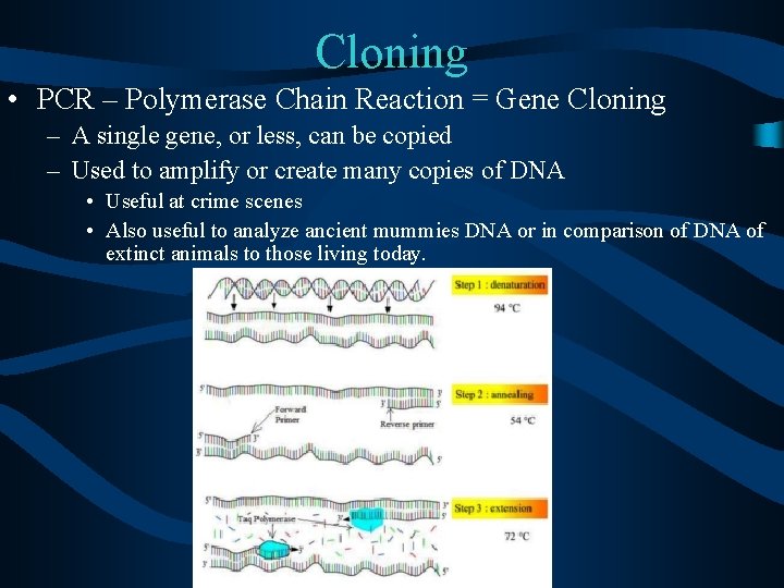 Cloning • PCR – Polymerase Chain Reaction = Gene Cloning – A single gene,