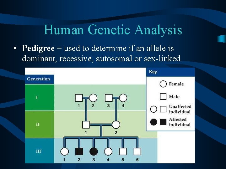 Human Genetic Analysis • Pedigree = used to determine if an allele is dominant,