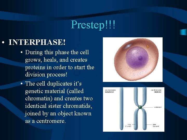 Prestep!!! • INTERPHASE! • During this phase the cell grows, heals, and creates proteins