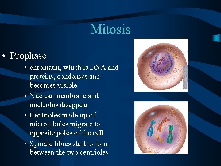 Mitosis • Prophase • chromatin, which is DNA and proteins, condenses and becomes visible
