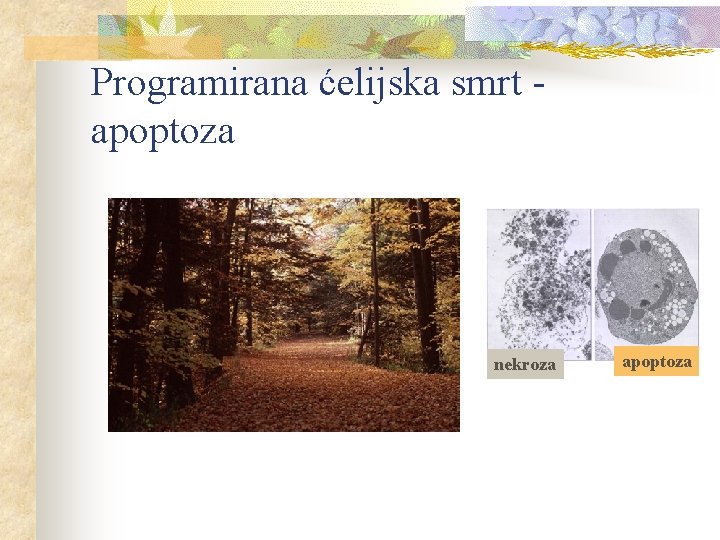 Programirana ćelijska smrt apoptoza nekroza apoptoza 