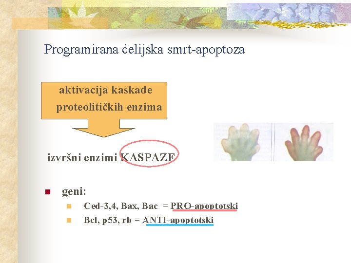 Programirana ćelijska smrt-apoptoza aktivacija kaskade proteolitičkih enzima izvršni enzimi KASPAZE n geni: n n