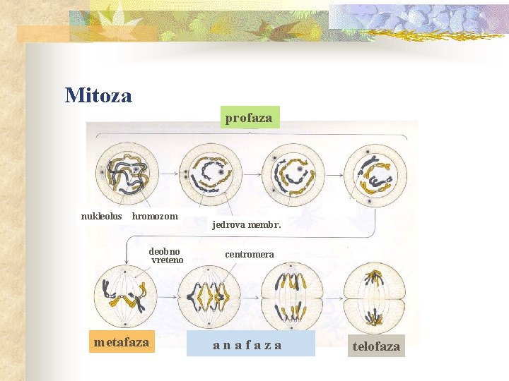 Mitoza profaza nukleolus hromozom deobno vreteno metafaza jedrova membr. centromera anafaza telofaza 