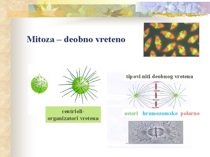 Mitoza – deobno vreteno tipovi niti deobnog vretena centrioliorganizatori vretena asteri hromozomske polarne 