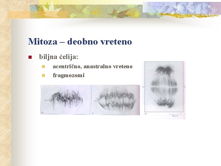 Mitoza – deobno vreteno n biljna ćelija: n n acentrično, anastralno vreteno fragmozomi 