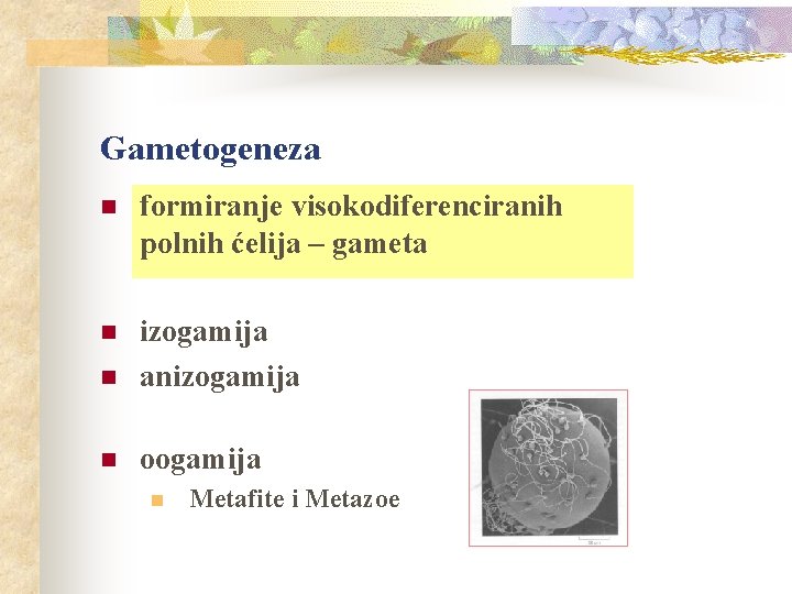 Gametogeneza n formiranje visokodiferenciranih polnih ćelija – gameta n n izogamija anizogamija n oogamija