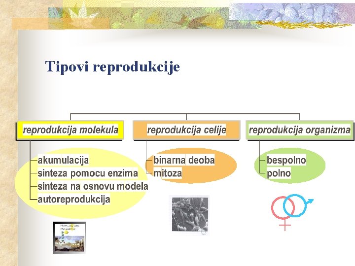 Tipovi reprodukcije + 