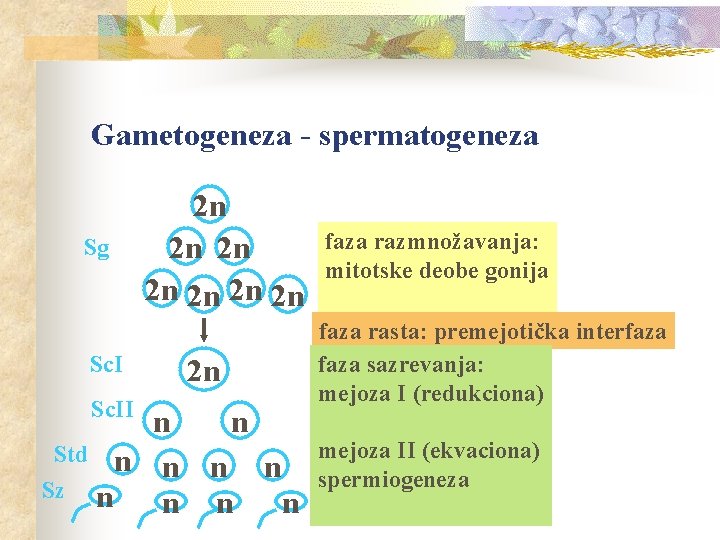 Gametogeneza - spermatogeneza Sg Sc. II 2 n 2 n n n Std n