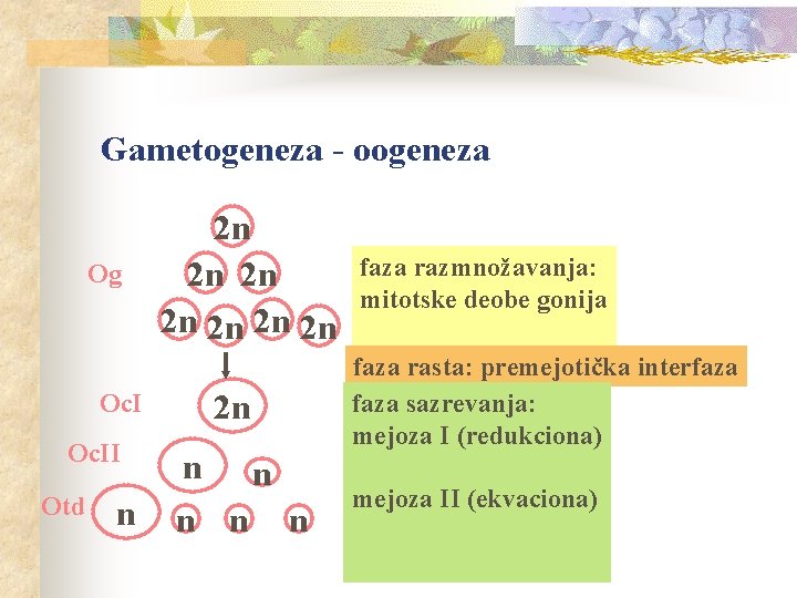 Gametogeneza - oogeneza Og Oc. II Otd n 2 n 2 n n n