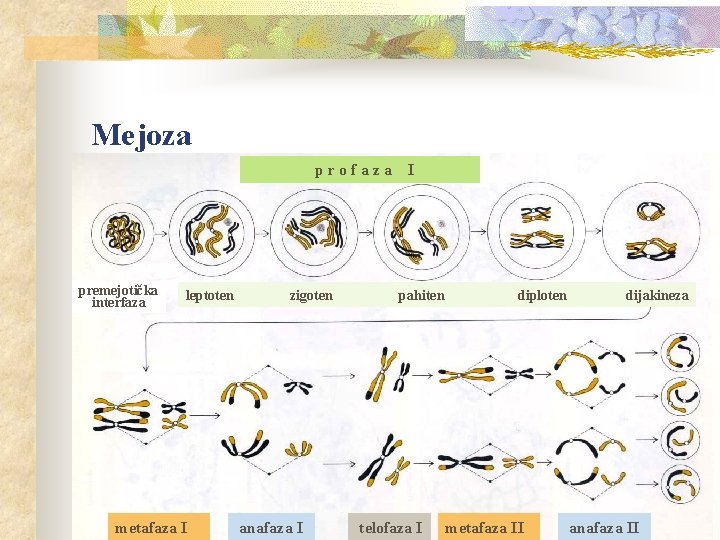 Mejoza profaza premejotička interfaza leptoten metafaza I zigoten anafaza I I pahiten telofaza I