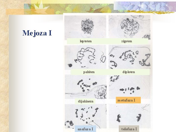 Mejoza I leptoten pahiten dijakineza anafaza I zigoten diploten metafaza I telofaza I 