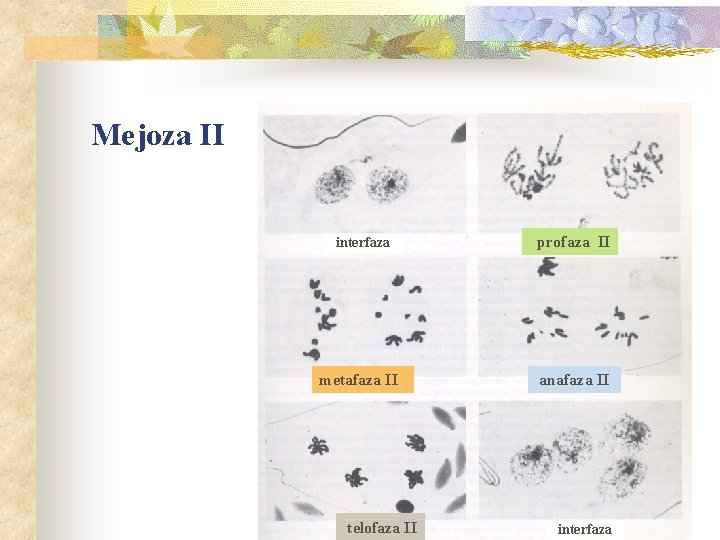 Mejoza II interfaza metafaza II telofaza II profaza II anafaza II interfaza 