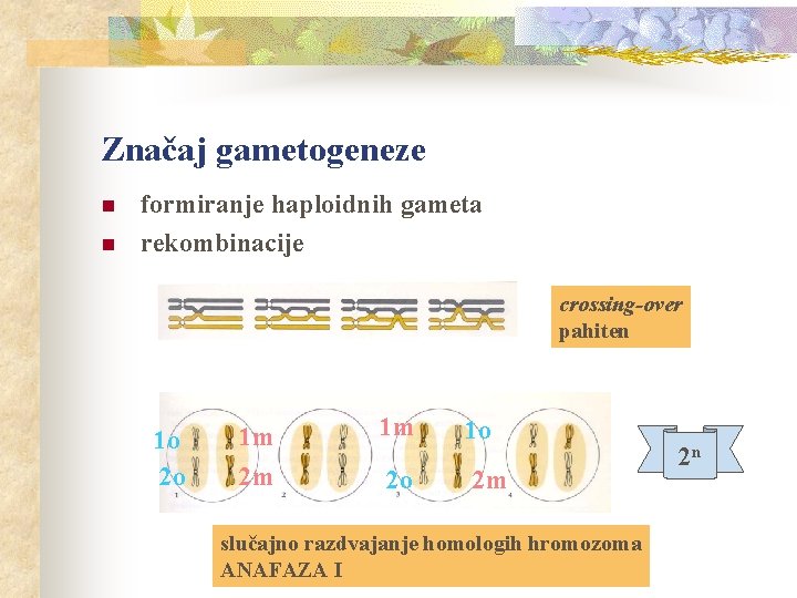 Značaj gametogeneze n n formiranje haploidnih gameta rekombinacije crossing-over pahiten 1 o 2 o